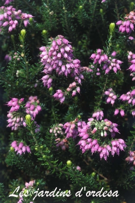 Erica x williamsii P D Williams (bruyere d\